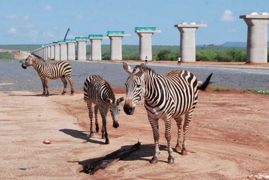 肯尼亚总统高度赞赏，乞力马扎罗山下开云官方注册-开云(中国)
绿闪耀